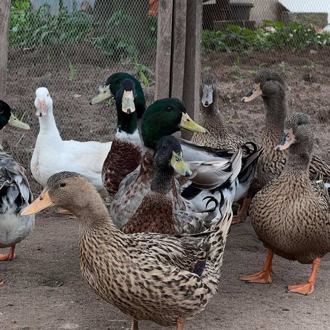Duck